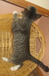 Torio the Tabby Kitten