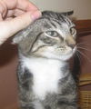 Torio the Tabby Kitten