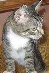 Torio the Tabby Kitten