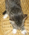 Torio the Tabby Kitten