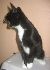 Leo the Lover Kitten