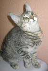 Sheska the Kitty