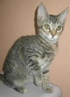 Sheska the Kitty