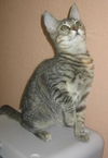 Sheska the Kitty