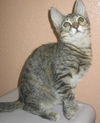 Sheska the Kitty