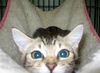 Pippin the Kitten