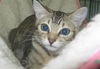 Pippin the Kitten