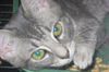 Gilda the Tabby Kitten