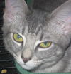 Gilda the Tabby Kitten