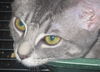 Gilda the Tabby Kitten