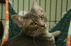 Gilda the Tabby Kitten
