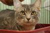 Gilda the Tabby Kitten