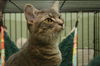 Gilda the Tabby Kitten