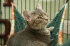 Gilda the Tabby Kitten