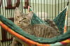 Gilda the Tabby Kitten