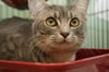 Gilda the Tabby Kitten