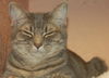 Gilda the Tabby Kitten