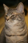 Gilda the Tabby Kitten
