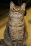 Gilda the Tabby Kitten