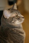 Gilda the Tabby Kitten