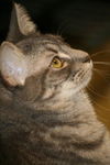 Gilda the Tabby Kitten