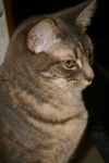 Gilda the Tabby Kitten