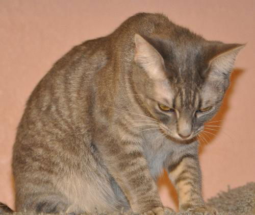 Gilda the Tabby Kitten