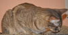 Gilda the Tabby Kitten
