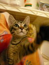 Ferdinand the Kitten