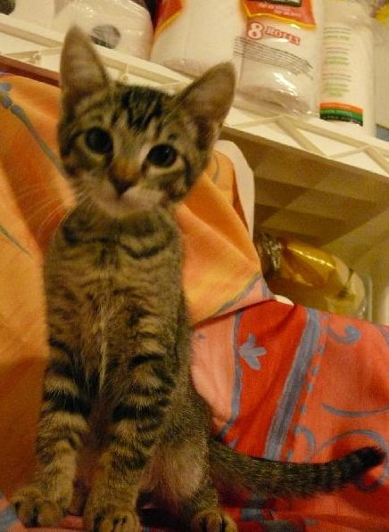 Ferdinand the Kitten