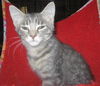 Sylvia