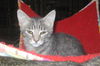Sylvia