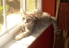 Sylvia