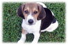 Popeye The Treeing Walker Coonhound