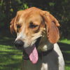 Popeye The Treeing Walker Coonhound