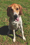 Popeye The Treeing Walker Coonhound