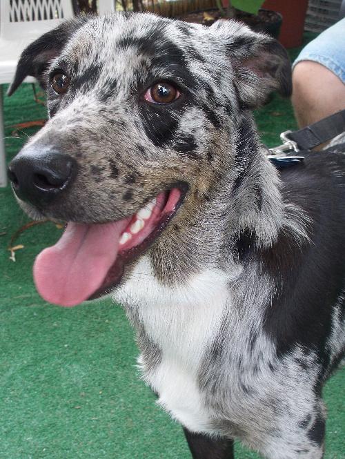 River the Amazing Aussie