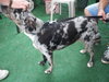 River the Amazing Aussie