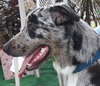 River the Amazing Aussie