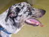 River the Amazing Aussie