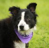 Melville the Border Collie