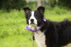 Melville the Border Collie