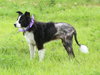 Melville the Border Collie