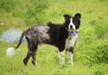 Melville the Border Collie