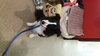 Melville the Border Collie