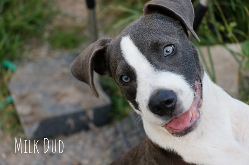 Milk Dud