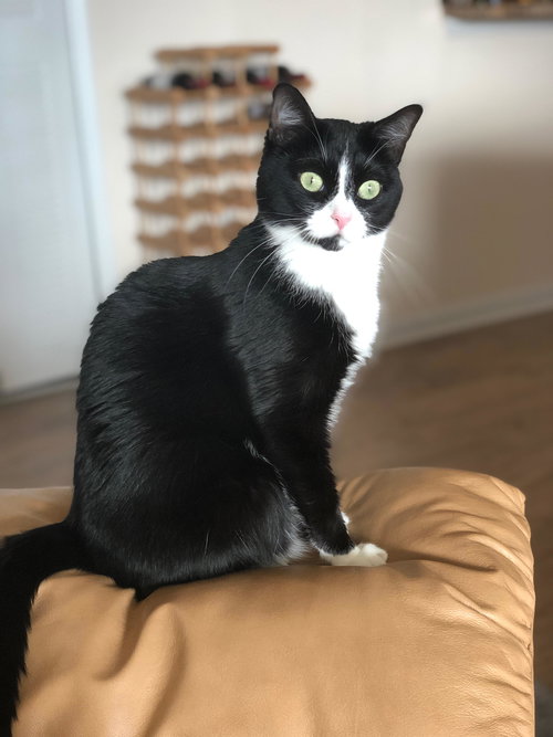 Riley *The declawed girl*