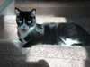 Riley *The declawed girl*