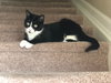 Riley *The declawed girl*