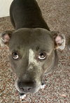 Josie *MISSING*
